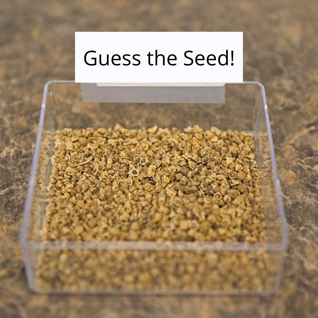 Are you ready for another round of #GuessThatSeed?

We are! It’s go time! Throw down your guess and let's see who knows their seed!

📞(204) 786-8457
📍8040 Park Royale Way, Winnipeg, MB R3C 2E6
🌎imperialseed.com

#AgTwitter #CdnAg #Plant23