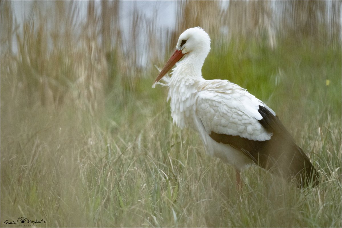 Stork yesterday at Summerleys @_NeneValley