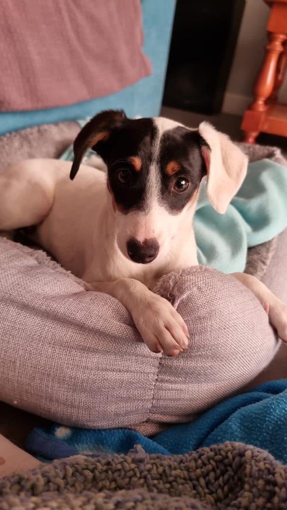 Fresa. 3 meses, hembra, tamaño mediano, mix podenco. Fresa es uno de los dulces cachorritos que buscan familias definitivas en la Camada Macedonia. Es una bebé peluchosa y mimosa  ¿Quieres conocerla? Escribe a acogidas@protectoramalaga.com y pregunta por la Fresa.