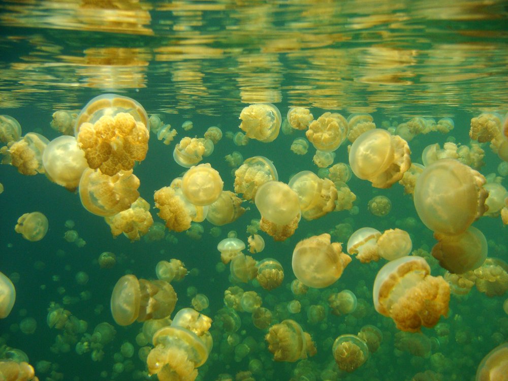 See the latest from our Water Blog : Scientists Use Manta Probes to Monitor Water Quality at world-famous Jellyfish Lake, Palau. Read the full article here: buff.ly/41jnWBw