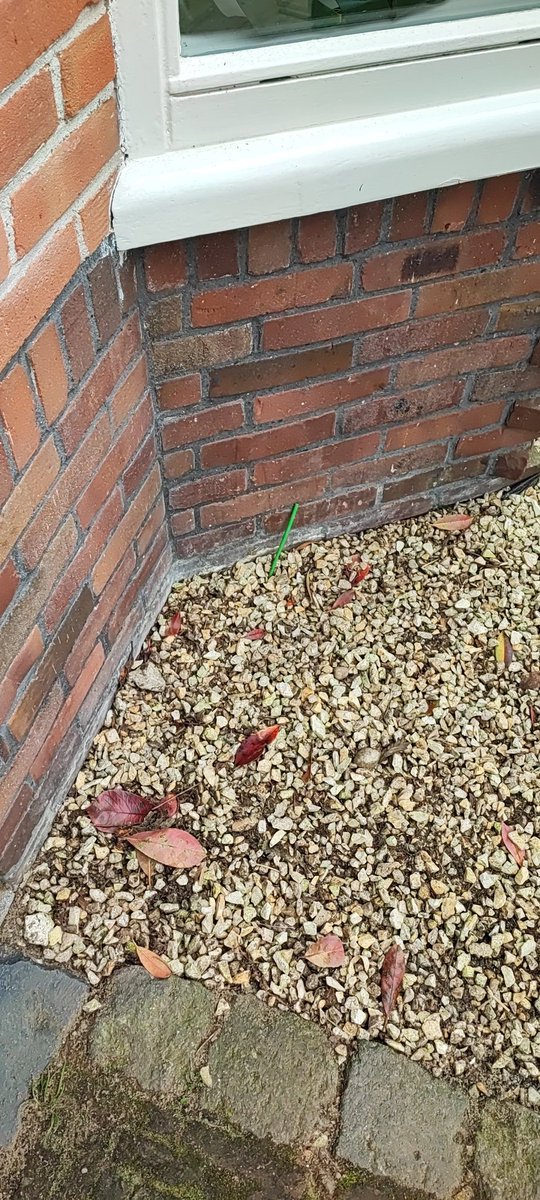 Fotomenno's tweet photo. Raar gras bij de voordeur vandaag. @deltafiber https://t.co/WRJ93xHxHD