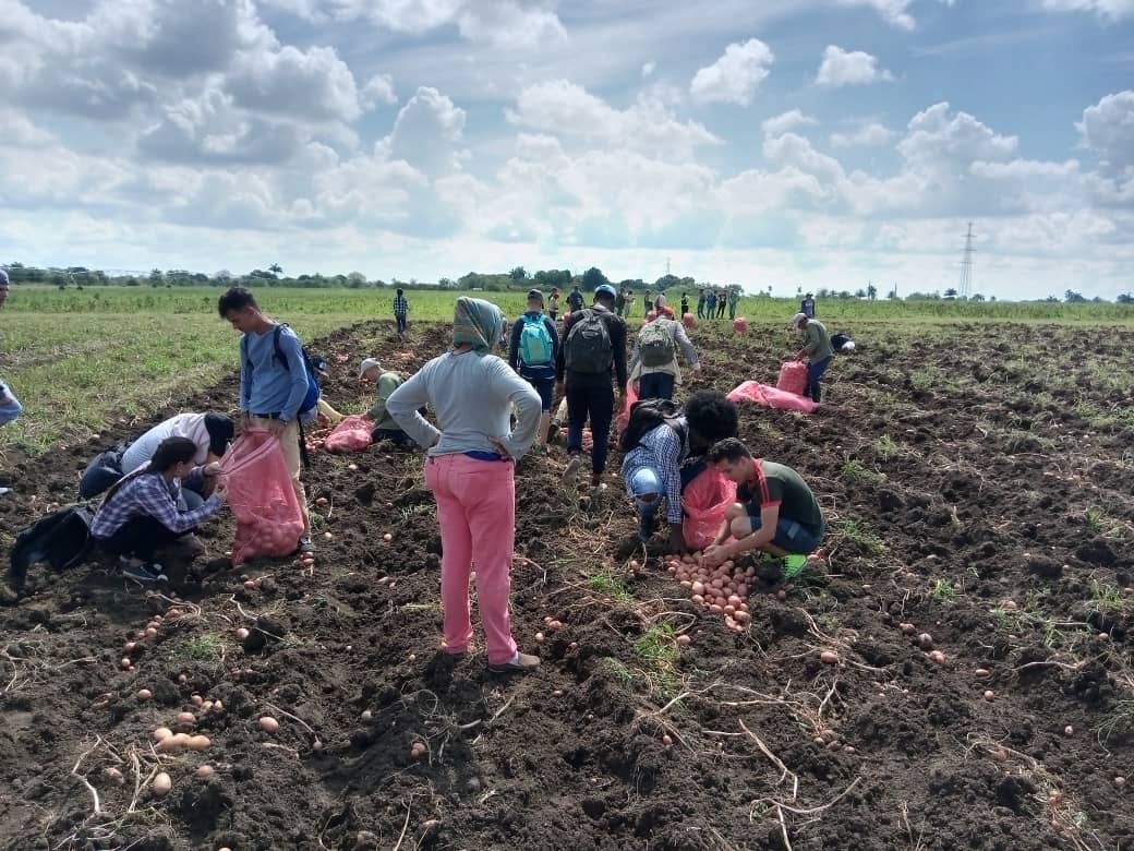 FEMeducauclv's tweet photo. Se trabajó duro!!! La  #FEMeduca estuvo presente con una muy buena respuesta movilizativa en la cosecha de papas en el Valle del Yabú.  #UCLVnuestra https://t.co/4MqezcgeNg