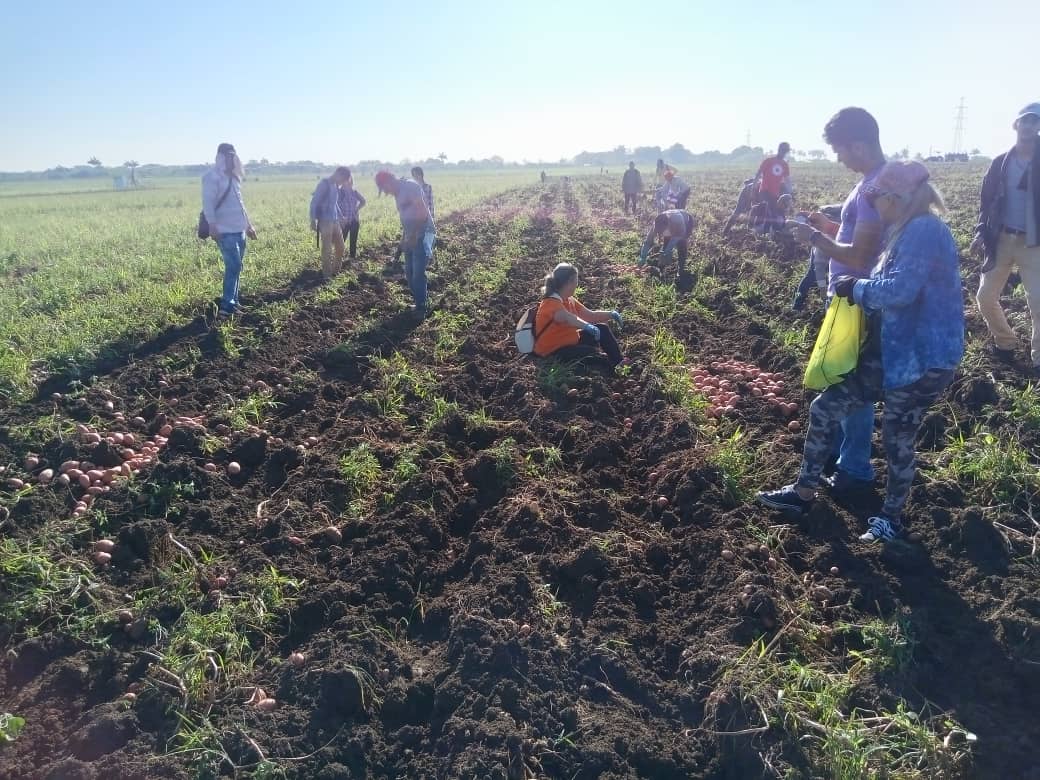 FEMeducauclv's tweet photo. Se trabajó duro!!! La  #FEMeduca estuvo presente con una muy buena respuesta movilizativa en la cosecha de papas en el Valle del Yabú.  #UCLVnuestra https://t.co/4MqezcgeNg