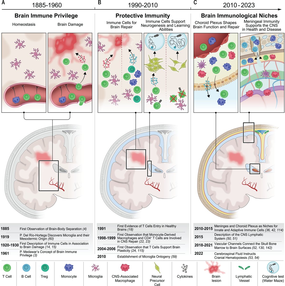 Our understanding of how the brain and immune system interact has changed substantially over the past years and decades.

A new #ScienceReview takes a look at recent discoveries that are transforming our understanding of brain immunity: scim.ag/2dv