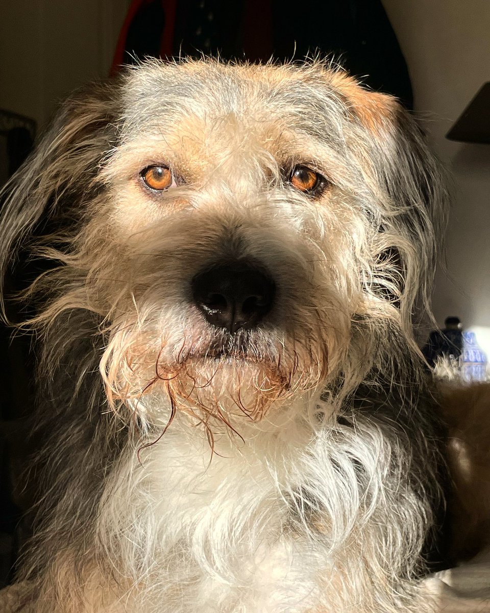 Janetludlow's tweet photo. @buitengebieden @AmandaCaptures Olly with bed hair https://t.co/tZNcM9um7s