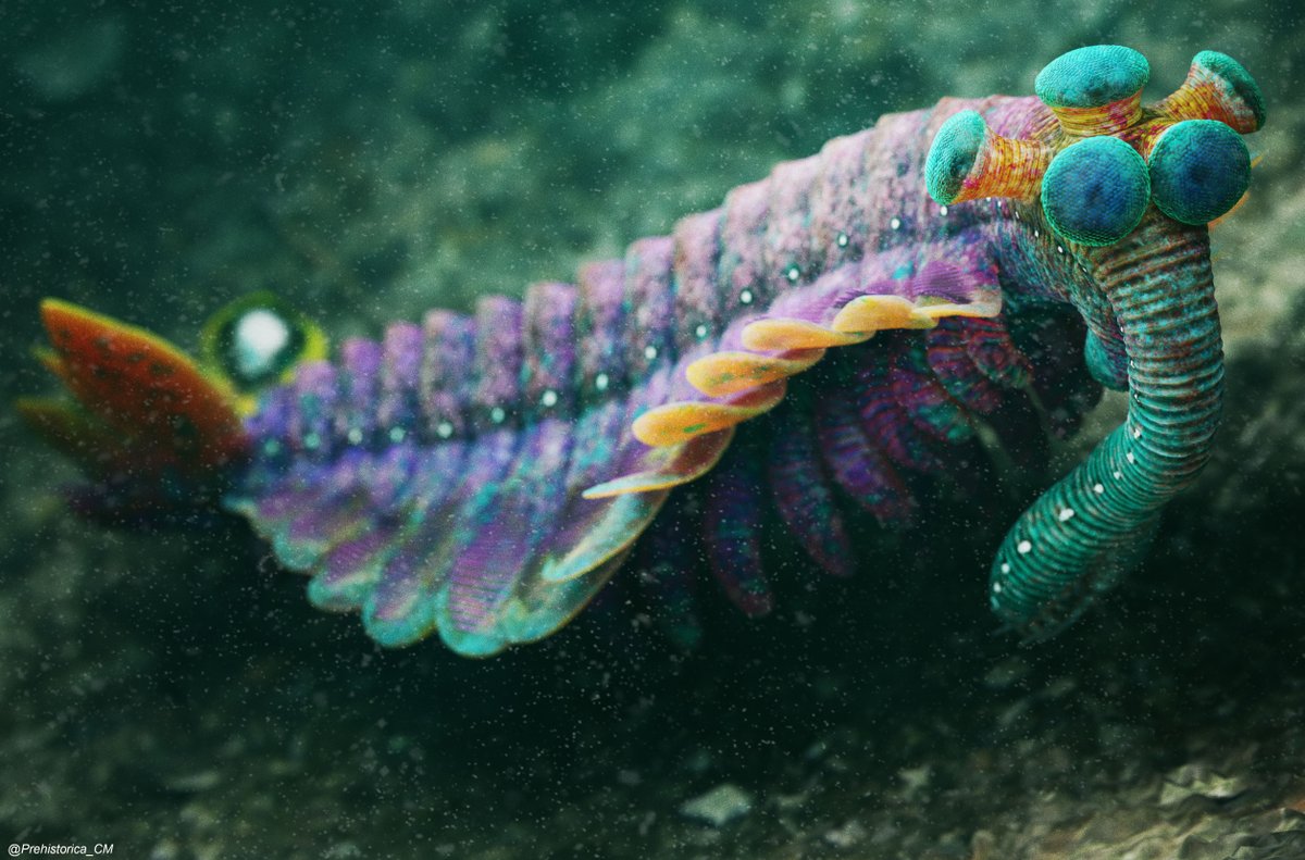 prehistorica-christian-m-on-twitter-opabinia-was-a-rare-component