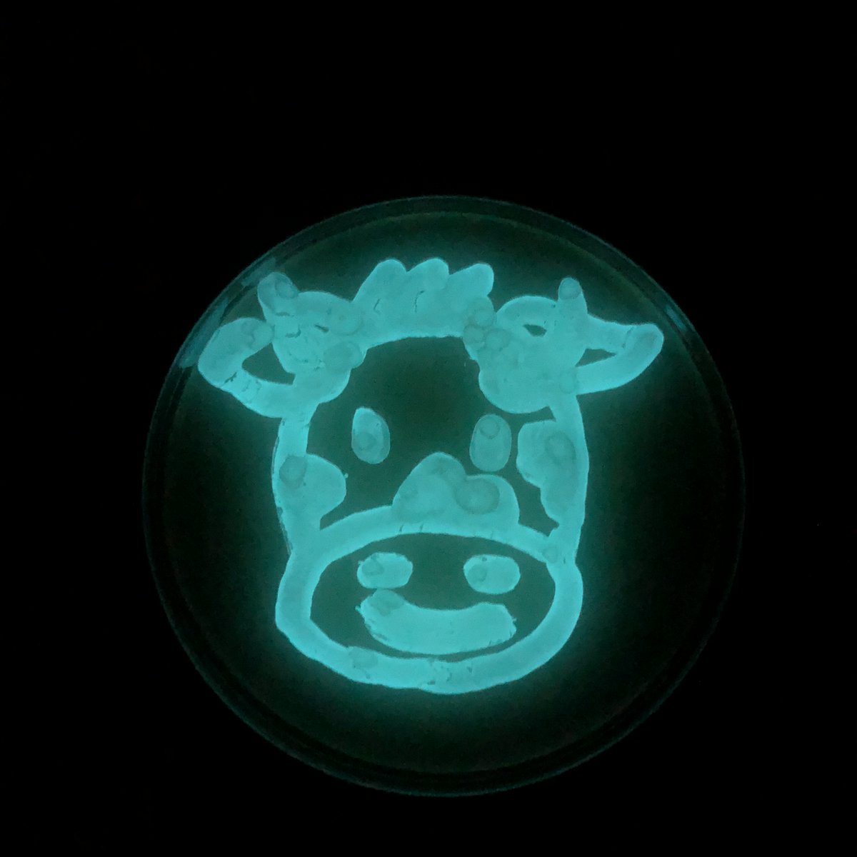 MicrobialGurl's tweet photo. It's almost Picnic Day at UC Davis! Come by our "Meet the Microbes" exhibit to "ooooh" and "aaaah" over our bioluminescent display, get yourself Gram-stained, watch microscopic frens swim, and more! April 15, 11a-1p in Esau 2079 &amp; 2087. https://t.co/wkwjzQTJs3