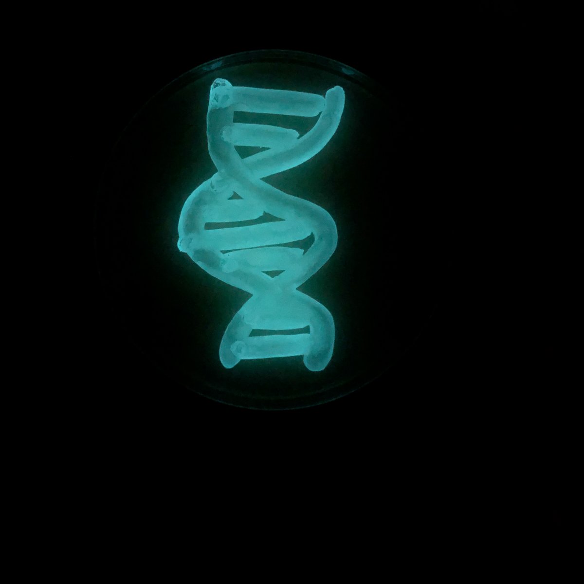 MicrobialGurl's tweet photo. It's almost Picnic Day at UC Davis! Come by our "Meet the Microbes" exhibit to "ooooh" and "aaaah" over our bioluminescent display, get yourself Gram-stained, watch microscopic frens swim, and more! April 15, 11a-1p in Esau 2079 &amp; 2087. https://t.co/wkwjzQTJs3