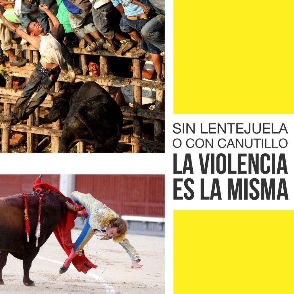 Sabías qué  las corralejas no están reguladas, por lo que en ella se usan toda clasede armas cortopunzantes y lesivas: cuchillos, botellas, palos, piedras, taser, paraagredir a los toros y equinos, e incluso matarlo. <a href="/andreanimalidad/">Andrea Padilla |Senado Alianza Verde🌻#️⃣1️⃣4️⃣</a>