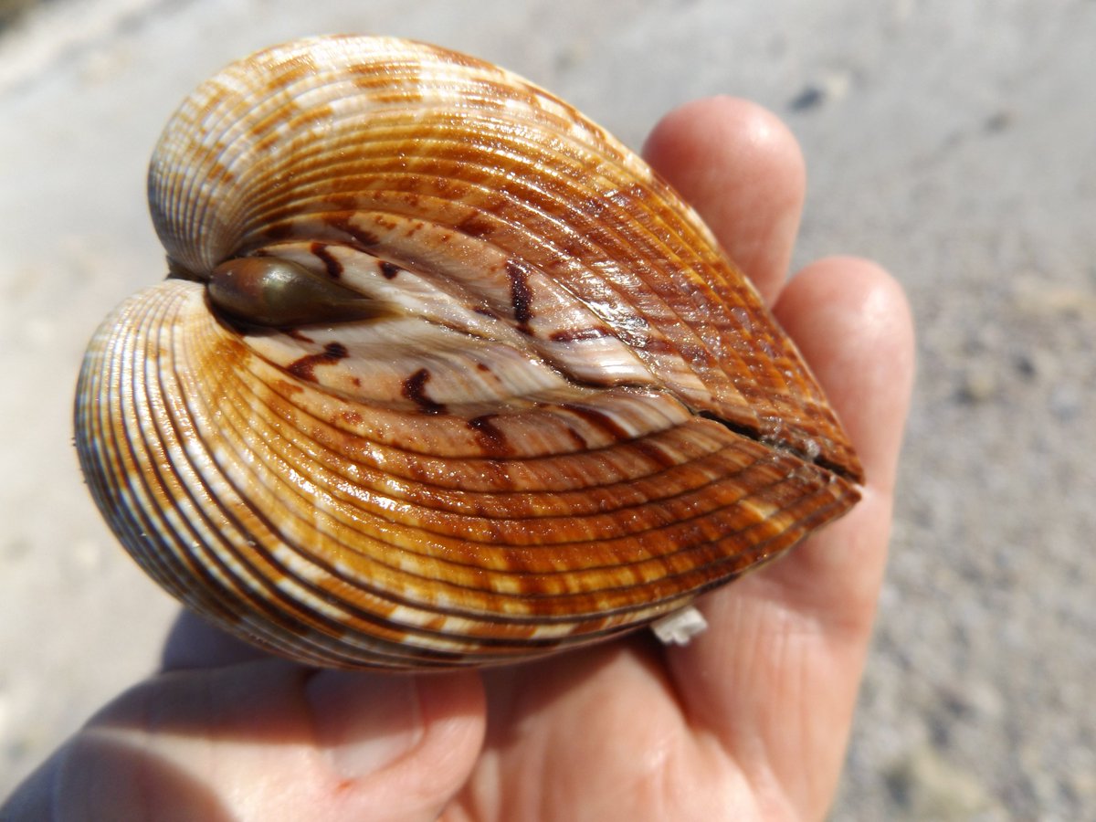 redfossils's tweet photo. Here’s a Van Hyning’s Cockle shell (Robustum vanhyningi) found at a beach recently – named after Florida Museum’s first director Tompson Van Hyning (1914 to 1941). Since this was a live shell, I returned it to the surf. #FLMNH #FloridaShells #SeaShells https://t.co/Aw1TljTv7L