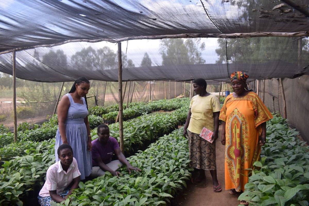 medadotorg's tweet photo. “The future is bright, especially for our young women and their families. The #trainings provided by #CaffeDelDuca and #MEDA has provided a platform for women’s voices to be heard.” 🫘👩🏾‍🌾

- Judith, Coffee farmer partnering with MEDA's #MSAWA project 

👉 https://t.co/8eik0WkDF9 https://t.co/hiMPTveD00