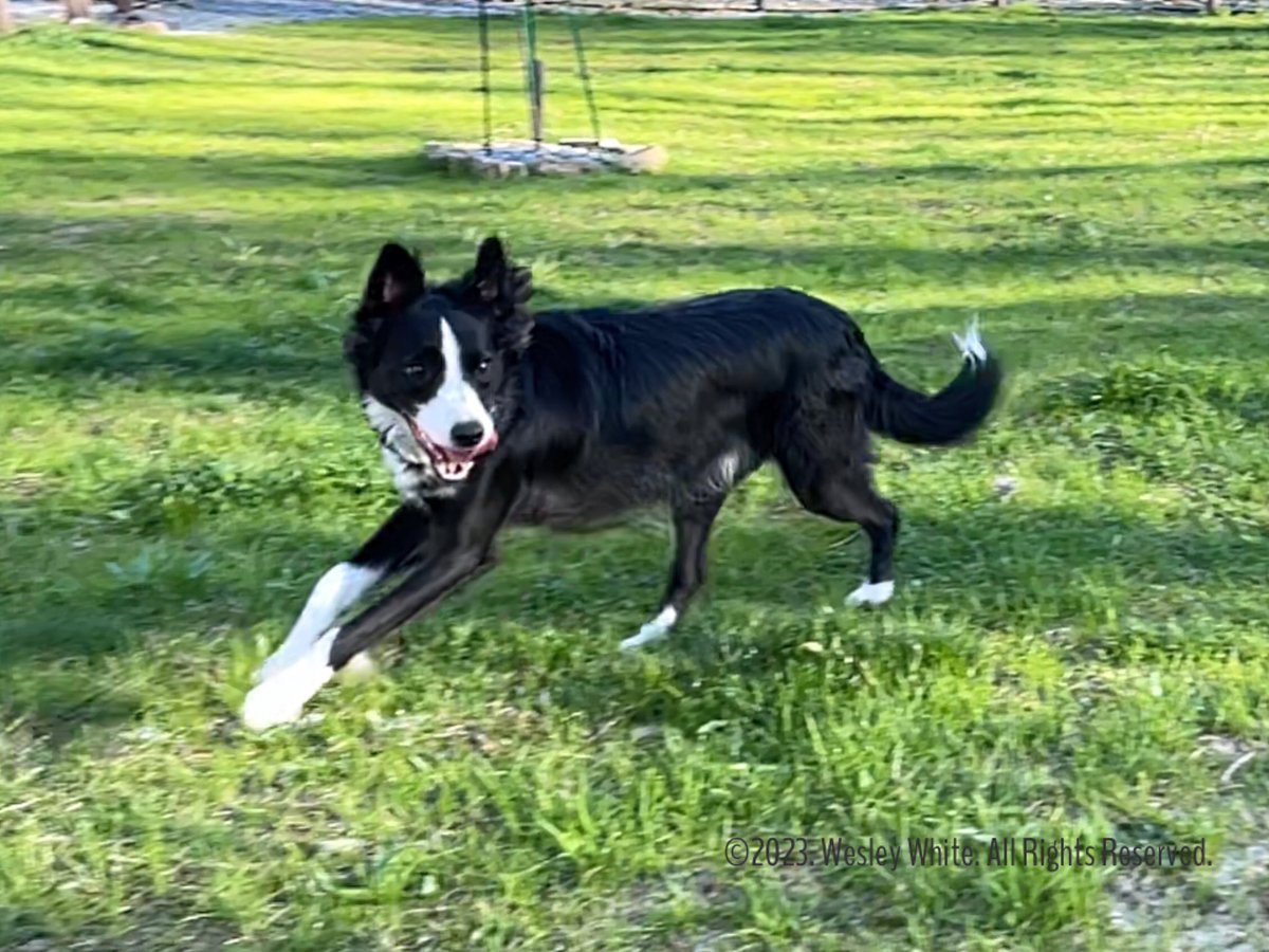 wesleywhite083's tweet photo. A little late, but Happy National Pet Day!  Benny &amp; Lulu #dogsoftwitter #dog #dogs #bordercolliesoftwitter #bordercollies #bordercollie #bordercollielovers #nationalpetday2023 https://t.co/4DAmdN82B9