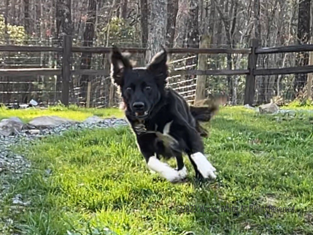 wesleywhite083's tweet photo. A little late, but Happy National Pet Day!  Benny &amp; Lulu #dogsoftwitter #dog #dogs #bordercolliesoftwitter #bordercollies #bordercollie #bordercollielovers #nationalpetday2023 https://t.co/4DAmdN82B9