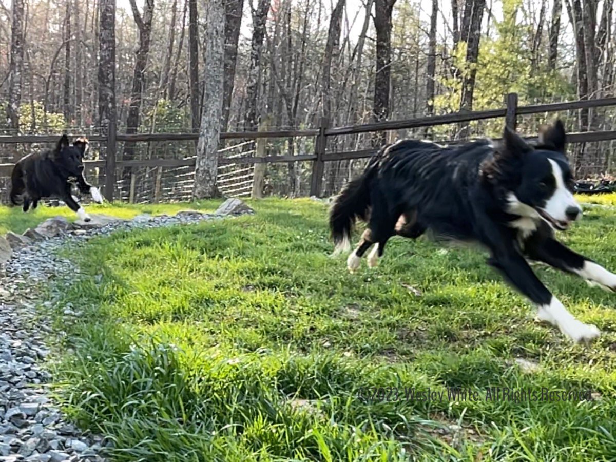 wesleywhite083's tweet photo. A little late, but Happy National Pet Day!  Benny &amp; Lulu #dogsoftwitter #dog #dogs #bordercolliesoftwitter #bordercollies #bordercollie #bordercollielovers #nationalpetday2023 https://t.co/4DAmdN82B9