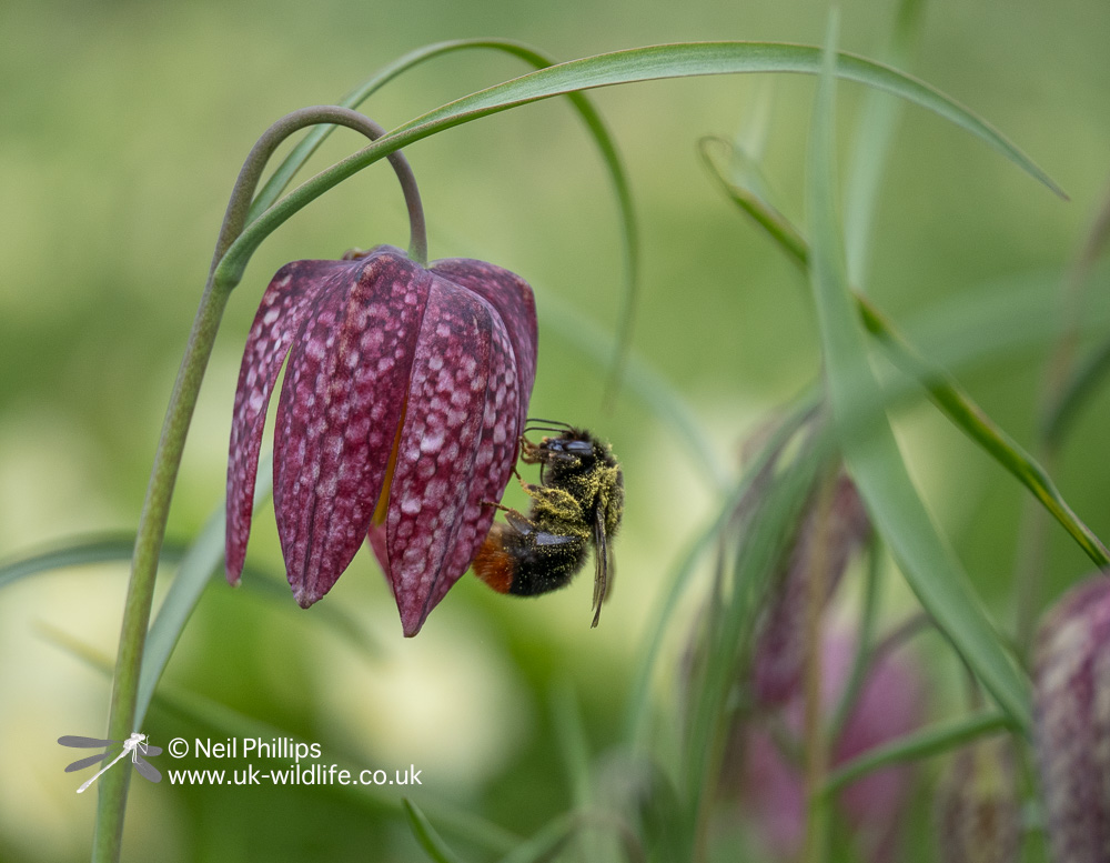 Early Bumblebee queen on a Fritillary flower.

There is a great show of Fritillaries and Primroses in the garden and many signs of spring across the reserve.

Why not come visit this Sunday for our Easter Holiday Open Day and come and see for yourself