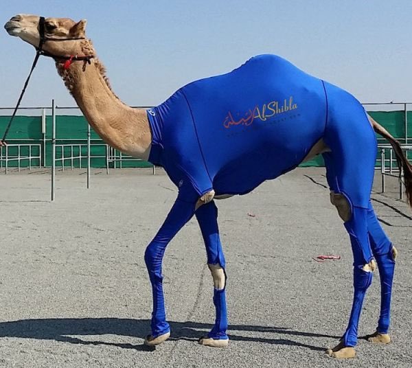 FrankKane11's tweet photo. Itโs HumpDay. This may not be the Camel you were looking for, but itโs the one you want https://t.co/nEwUgVxcuO