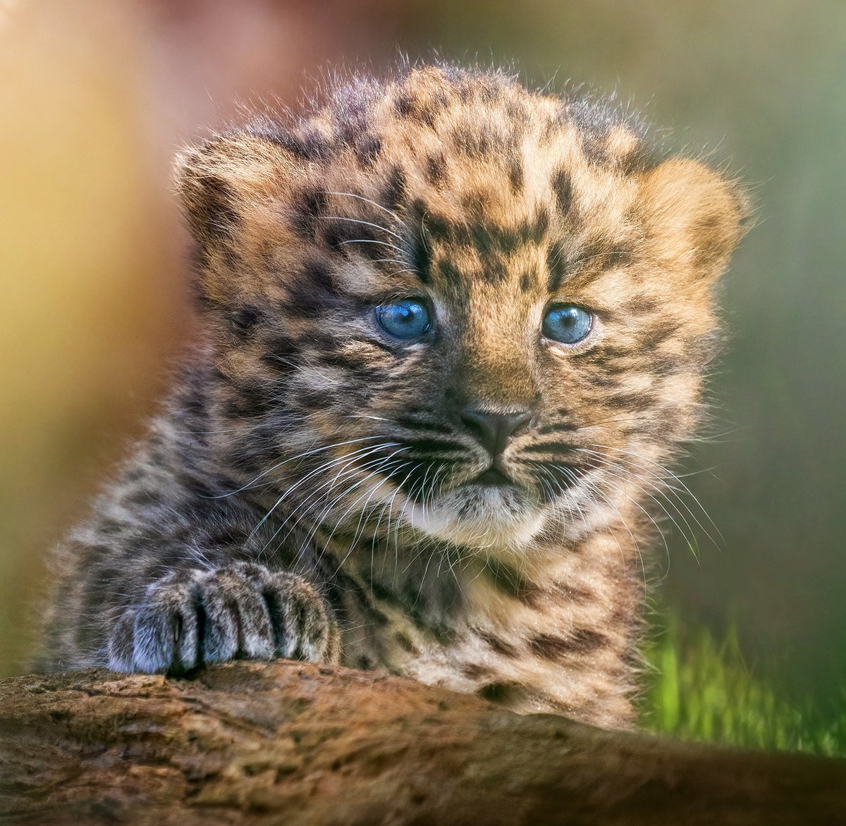 прекрасный маленький котенок