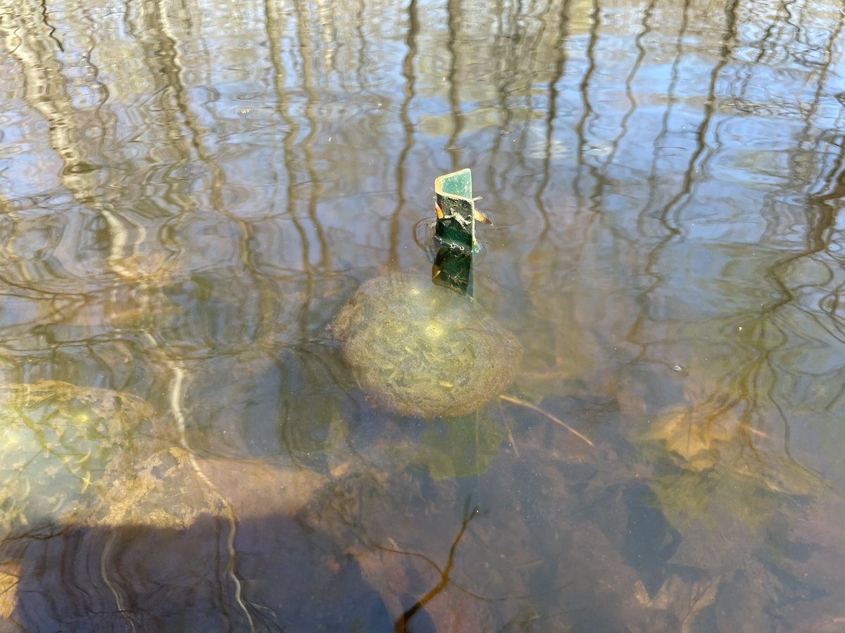 Monitoring spotted salamanders and pond temperatures this year. Put the loggers in a few weeks ago. Since then, a spotted salamander laid eggs on one of the posts. Guess they approve of my research!