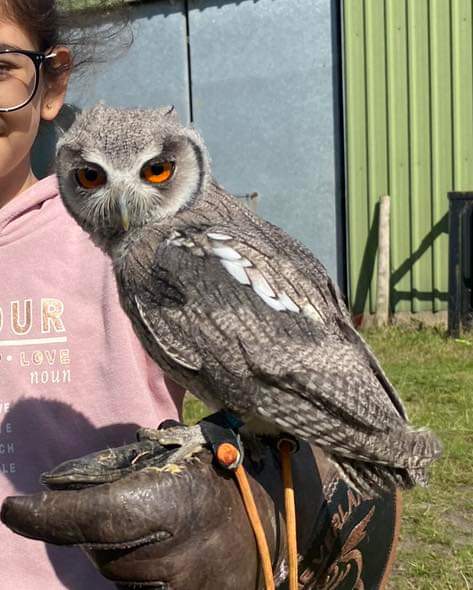 HunnyJax's tweet photo. ββ#findThor π¦LOST OWL ALERT...#STAINING #poultonlefylde area Lancashire (nr Blackpool)
π¦Escaped when Rescue 's Aviary was blown over π±π’
Southern White Owl
ONLY AS BIG AS A BLACKBIRD π¦ weighs about 8oz
π¦β07864711974
https://t.co/5zNfVcxrLf https://t.co/iehMxGxFVr
