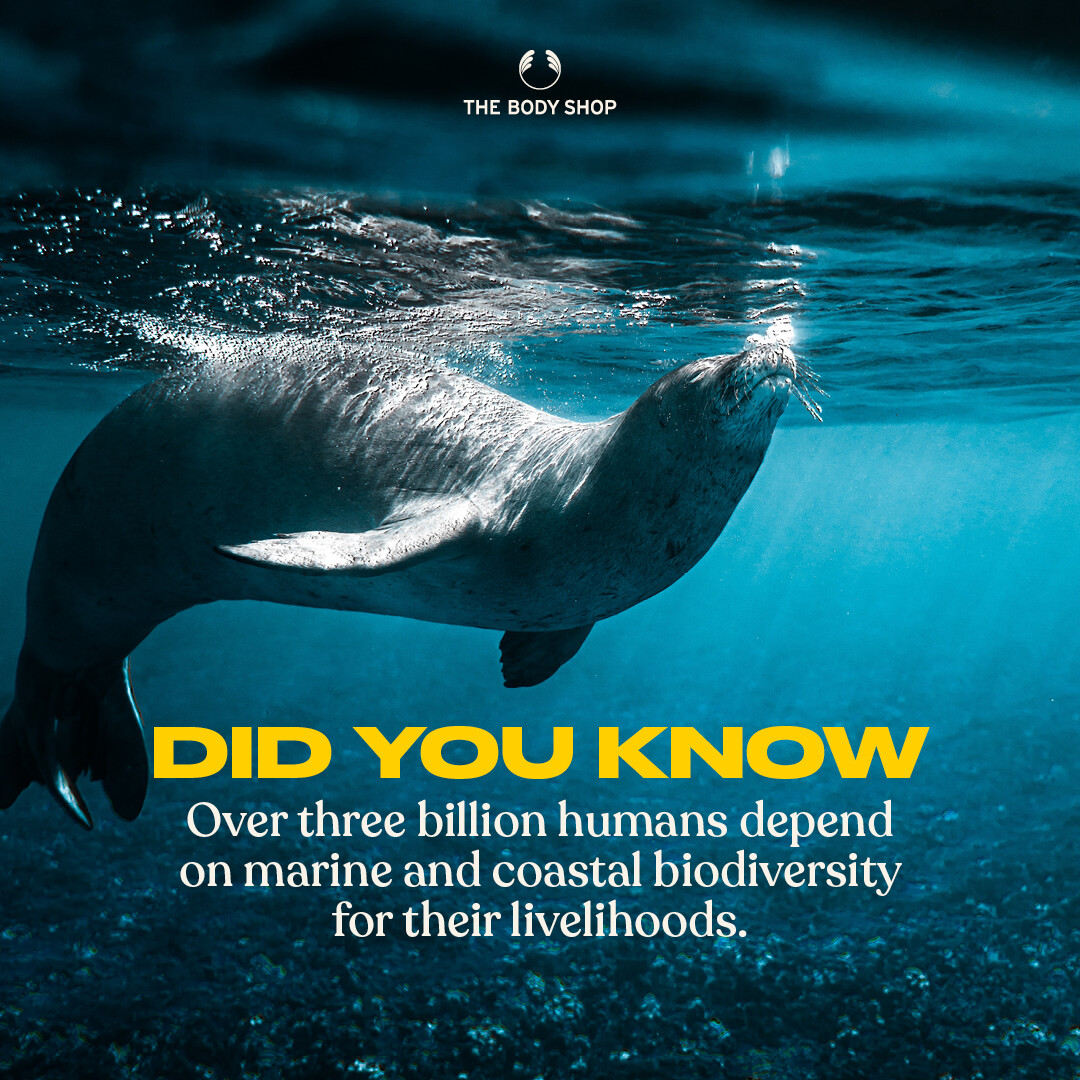 dennispoddog's tweet photo. The oceans have a major role in all life all around the globe. They help to provide the food we eat, the air we breathe, and the fuel that powers our entire world.✨ 

https://t.co/IagPEVDgNP

#Ocean #Water #PlanetEarth https://t.co/Af5jghDoy8