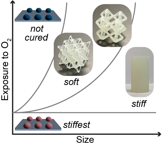 KABrownLab's tweet photo. Congrats to Verda, Kelsey, @aldairgongora, and Rashid for working out how oxygen influences the mechanics of vat polymerization #3Dprinting. Key takeaway - if you are printing structures with small struts, oxygen may make them much softer!

https://t.co/JYqu12aptT https://t.co/2XXVV3nT81