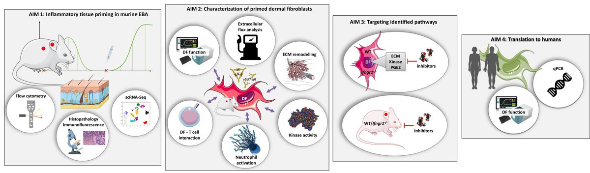 We are currently recruiting for a cool #PhDproject about #inflammatory_tissue_priming in skin diseases. Payment and funding is provided. Required is a MSc in a discipline related to Biomedicine. Please DM or email me for application.