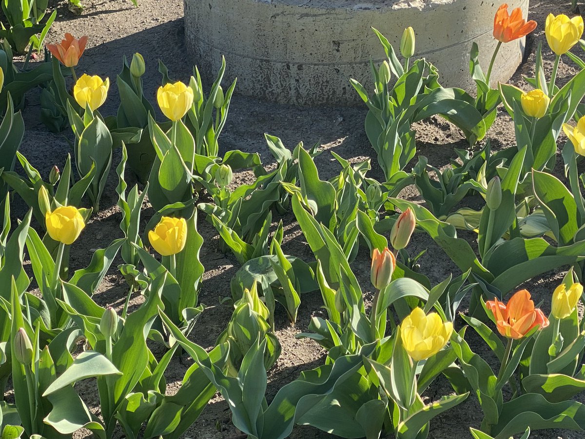 GilmanMedia's tweet photo. Finally! On my morning walk. https://t.co/UImoPsDtqO