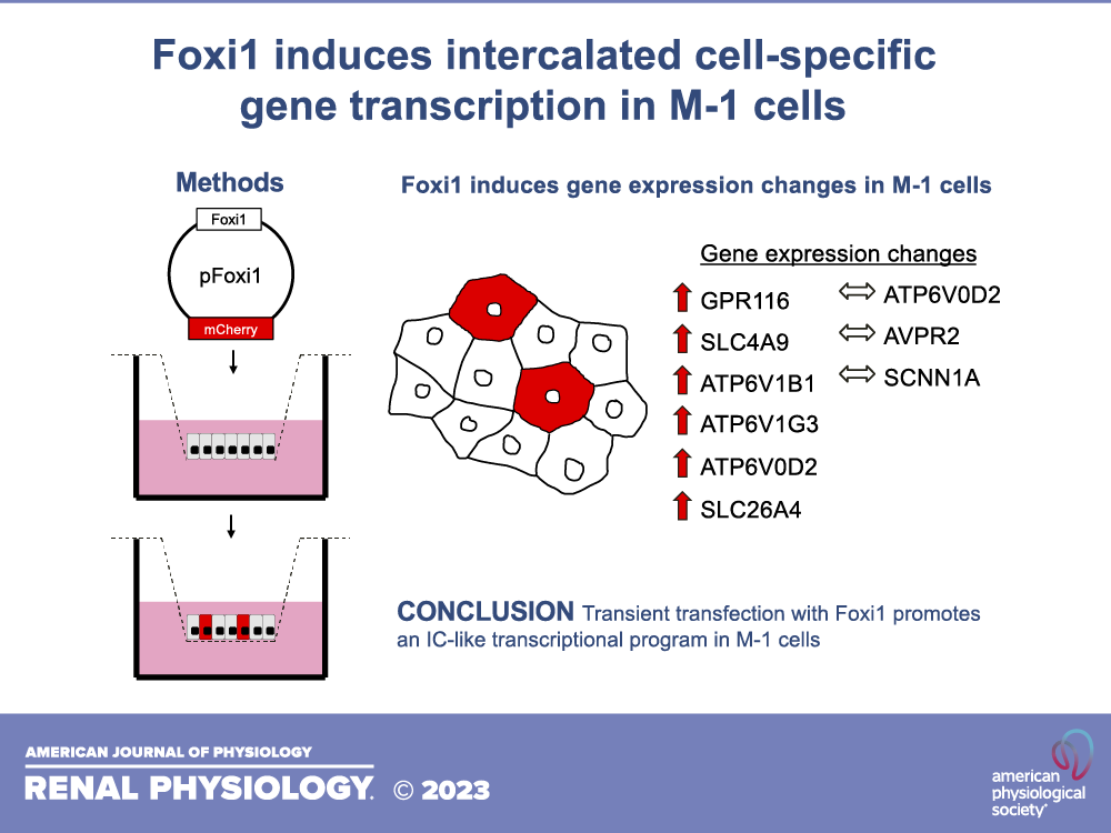 AJPRenal's tweet photo. 🎆New #RapidReport 
The transcription factor #Foxi1 promotes expression of V-ATPase and #Gpr116 in M-1 cells
By: Mackenzie Kui, Jennifer L. Pluznick, and Nathan A. Zaidman
🖱https://t.co/rivWKiyRRi
#AJPRenal @jenpluznick @JHMIPhysiology https://t.co/o1ax9UQOEj