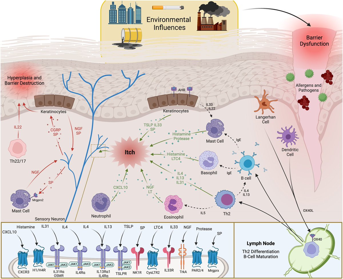 drshawnkwatra's tweet photo. Excited to share our team’s latest work led by @waleedadawi96 on the various presentations of #eczema in @SkinOfColor patients https://t.co/WqhchiSxds. Looking forward to keep advocating for #diversity in new leadership roles @SkinOfColor &amp; @nationaleczema #dermtwitter https://t.co/wdRw92de1X