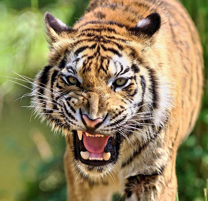 SaulsberrySr's tweet photo. 🚨Attention college recruiters: @WhitehavenTiger weight room workouts are weekly Monday-Thursday from 330-445pm currently with skill drill workouts from 5-6pm Tuesday-Thursday. We plan to have padded spring practice from May 1st to 12th at our stadium. Come see us this spring. 🧨 https://t.co/81HXgXYO31