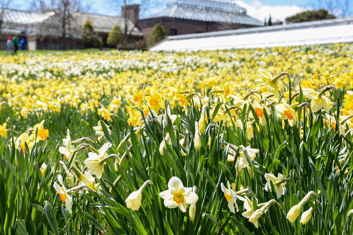 BostonCentral's tweet photo. April School Vacation Week is nearly upon us!    Kick things off this long weekend with Swan Boats Opening Day, Patriot's Day, The Boston Marathon, Fan Fest, Daffodil Dash and a whole lot more!  https://t.co/GwhC1E4tIL https://t.co/nCg8iNP79o