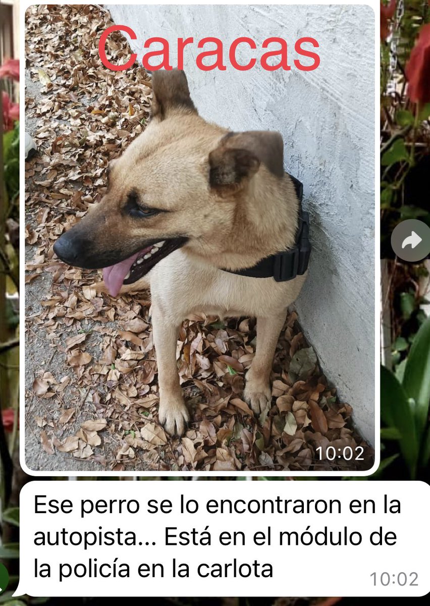 PerroUsuario's tweet photo. Reporta @arcadejeannette: #BuscaasusDueños #Caracas #LaCarlota #compartirNOcuestaNADA  https://t.co/OrSCbAUJwB