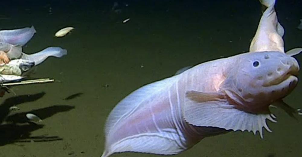 CbasMtsu's tweet photo. How cool is this?
@mtsu_biology's Dr. Jessica Arbour shares her knowledge of deep sea fish
#mtsusciences #arbourlab #womeninSTEM @MTSUWISTEM @fountainscholar
Scientists find wild fish swimming below 27,000 feet. How it survives. - https://t.co/dUN2ETPgLW https://t.co/wclvLBaP6n