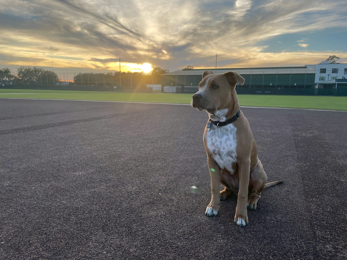 wescoturf's tweet photo. We caught up with our April #RedIronDogs owners, Joe (Bourbon & Brandy) and Andrew (Dozer) of the Pittsburgh Pirates, and oh my have the puppies grown! Bourbon is a 5 year old Australian Shepherd who loves chasing baseballs, playing in the sprinklers and riding on the mower to look for any baseballs the team might have forgot. Brandy is a 10 month old Australian Shepherd who likes stealing the ball from her big brother Bourbon, barking at people that aren’t supposed to be on the field, and riding the sprayer to look for birds to jump off and chase. Dozer is a fun loving Pitt mix that enjoys chasing birds off the fields and riding in the Workman. Dozer is training to be a therapy dog. The pups are pictured on their trusty Workman UTX; a straightforward, no-nonsense, 4-wheel drive utility vehicle built to stand up to the toughest tests without compromising performance. #Toro #OEMparts #PittsburgPirates
