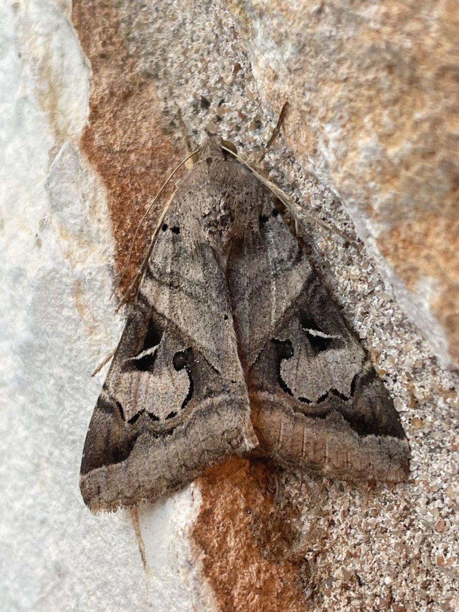 VPaleontologist's tweet photo. @HorrorGorl found a moth, so I’m doing pretty good https://t.co/I5477BlkDo