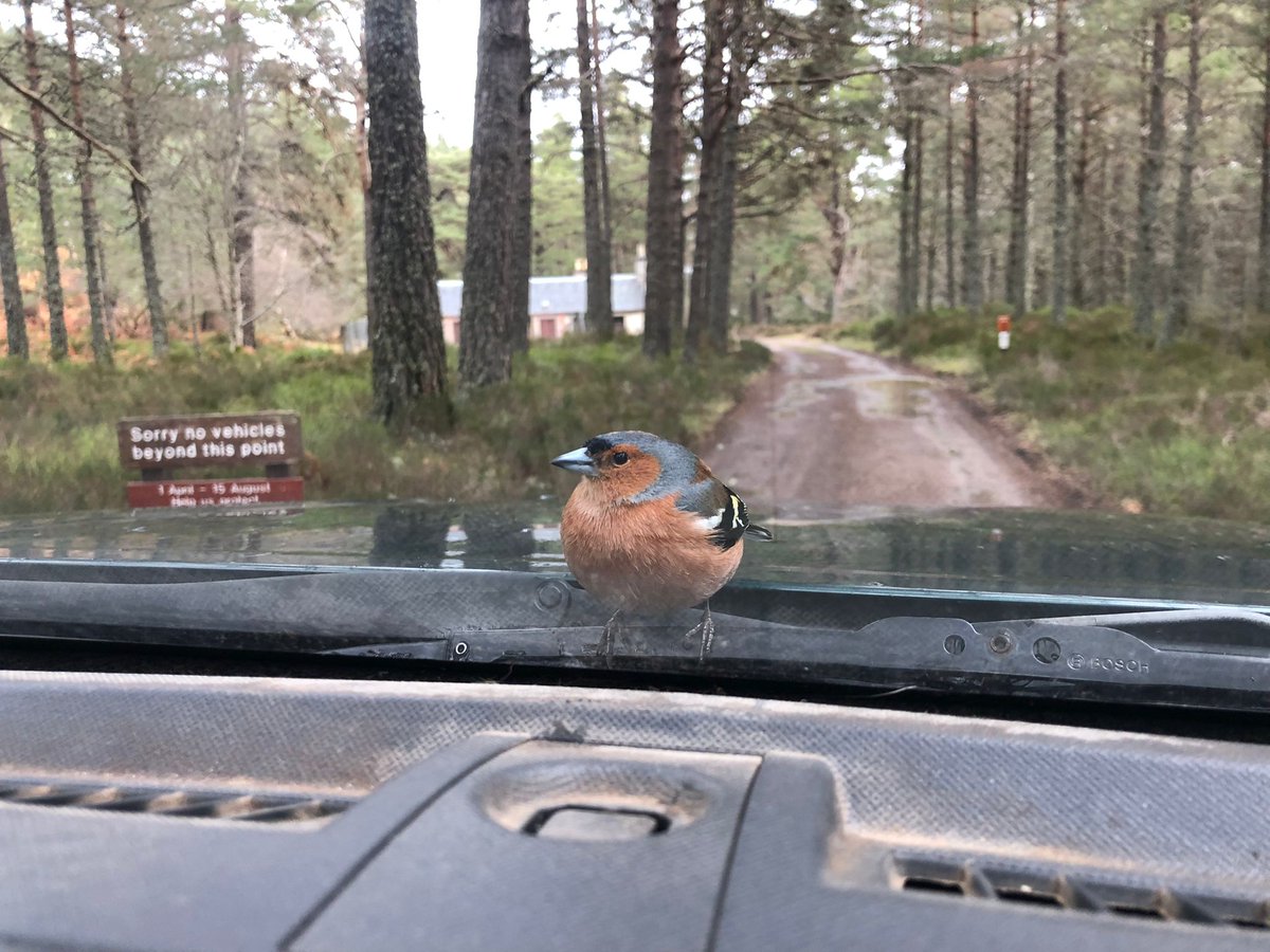 A public service announcement. Chaffinches are now enforcing our vehicle policy on the reserve. They travel in flocks and can be very forceful. You have been warned! @CNPnature @CairngormsCo @RSPBScotland