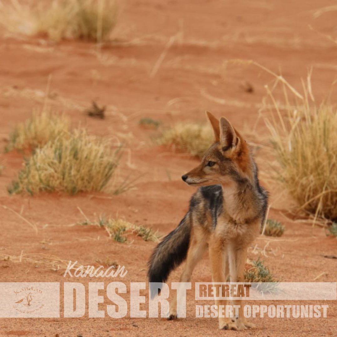 Naankuse's tweet photo. Discover the wonders of Namibia's wildlife at Kanaan Desert Retreat, where a majestic opportunist was recently spotted! Immerse yourself in the beauty of the desert with our eco-lodges as your home away from home.
https://t.co/TuFmd0rK2l
#NaankuseCollection #NaankuseFoundation https://t.co/z9fXRVeN0h