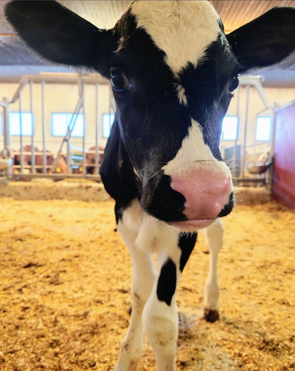 VikingGenetics's tweet photo. Greetings from VikingGenetics farmers ๐ฌ๐ง๐ฉ๐ช๐ณ๐ฟ๐ซ๐ฎ
Thank you for tagging us and using #vikinggenetics, #vikingjersey, #vikingred, #vikingholstein, #vikingbeef and #procross to share your beautiful pictures on Instagram ๐ https://t.co/Ujg14LM87p