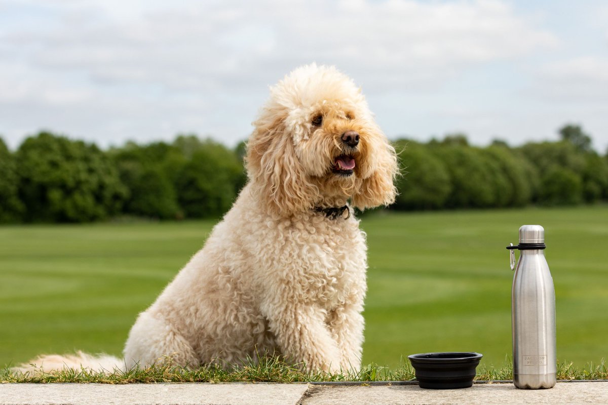 We know how much you love to spoil your pooch, so we’ve perfected the best post-walk treat recipe for hungry dogs 🐶👨‍🍳

Read the recipe here: bit.ly/41gs2Kz