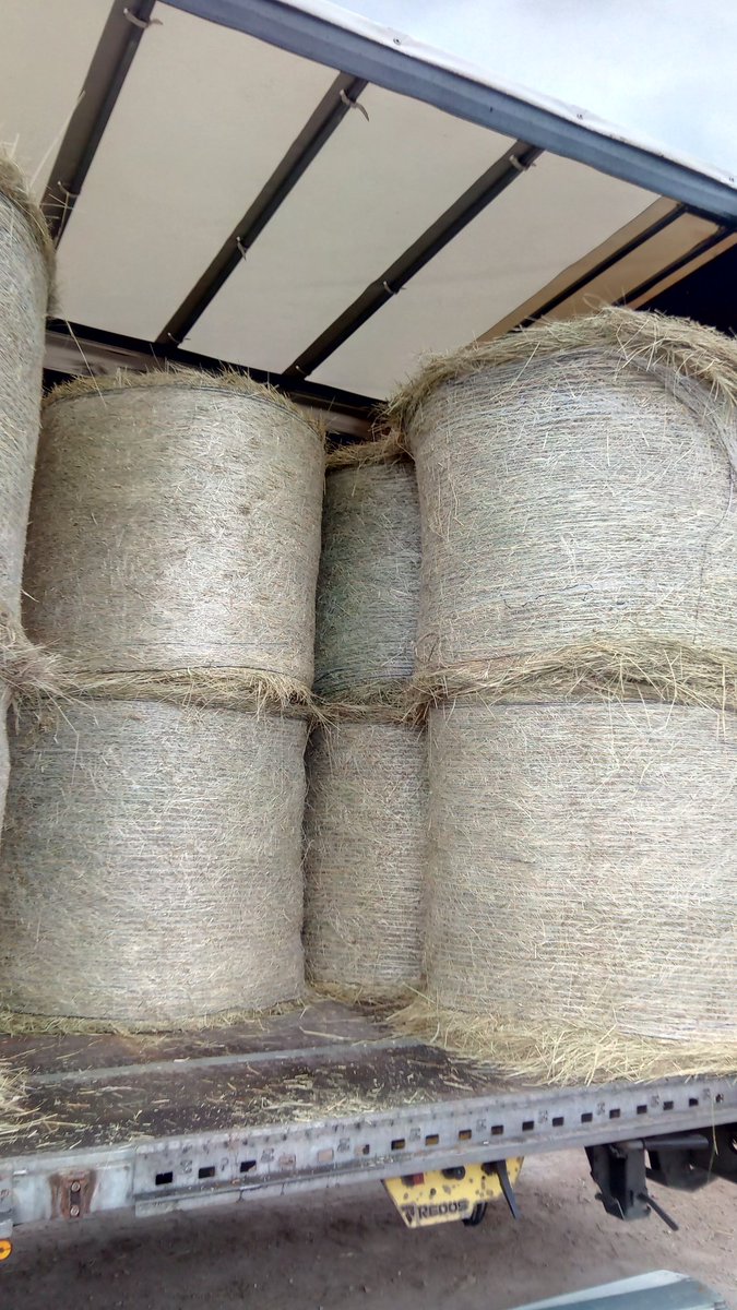 Zurueck_z_Natur's tweet photo. #Pferdeheu unterwegs zum Kunden 🐎🤠👌 #heu #rundballen #futter #pferde #raufutter #tierfutter #gutesheu #pferdefütterung #bio #gera #thueringen #schwaara #heurundballen #hay #agriculture #feeding #animals https://t.co/cUV0ZyOY80