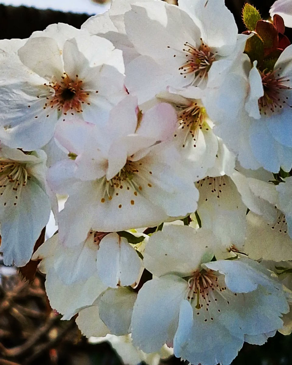 JulianD86666247's tweet photo. #treeblossoms #spring On a very wet & and windy, here are some jewels taking the flak of spring showers & whippy ole wind in the Bough. https://t.co/tGRbk0fbY7