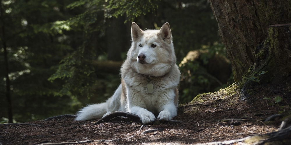 PetasticPets's tweet photo. That`s just superb!
 #pets #dogs #cats #familypets #petastic #doglovers #catlovers #petlovers #dogsandcats #petslife #cutepets #cutedogs #cutecats #funnydogs #catmemes #dogmemes #funnycats #lovelypets #lovelydogs #lovelycats https://t.co/m4Cm4JpNyJ