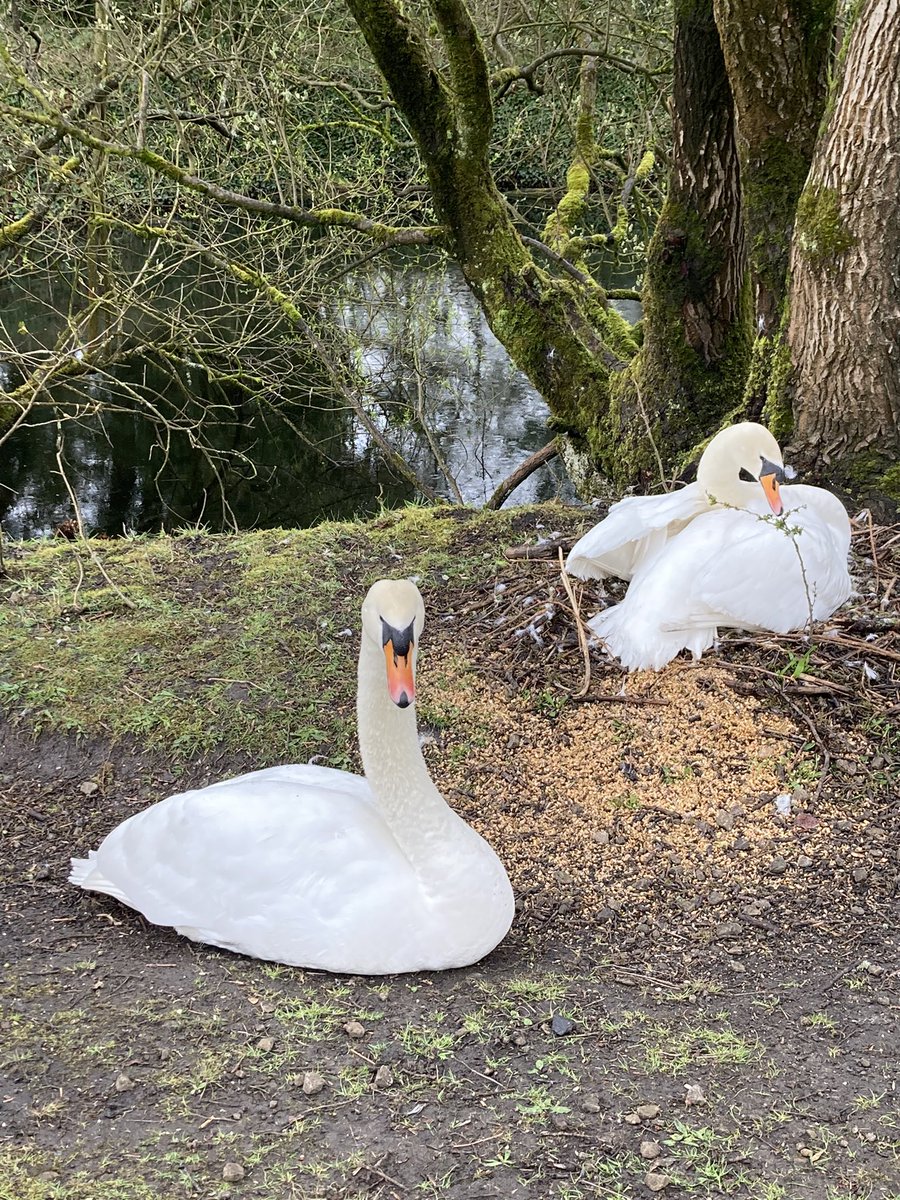 funnypenny's tweet photo. Rainy morning wander. ๐ฆข ๐ง๏ธ #kirkleestrail #swans #whitebluebells #kirkleesvalley #farmeggs #duckeggs https://t.co/6XgWHiWDBZ