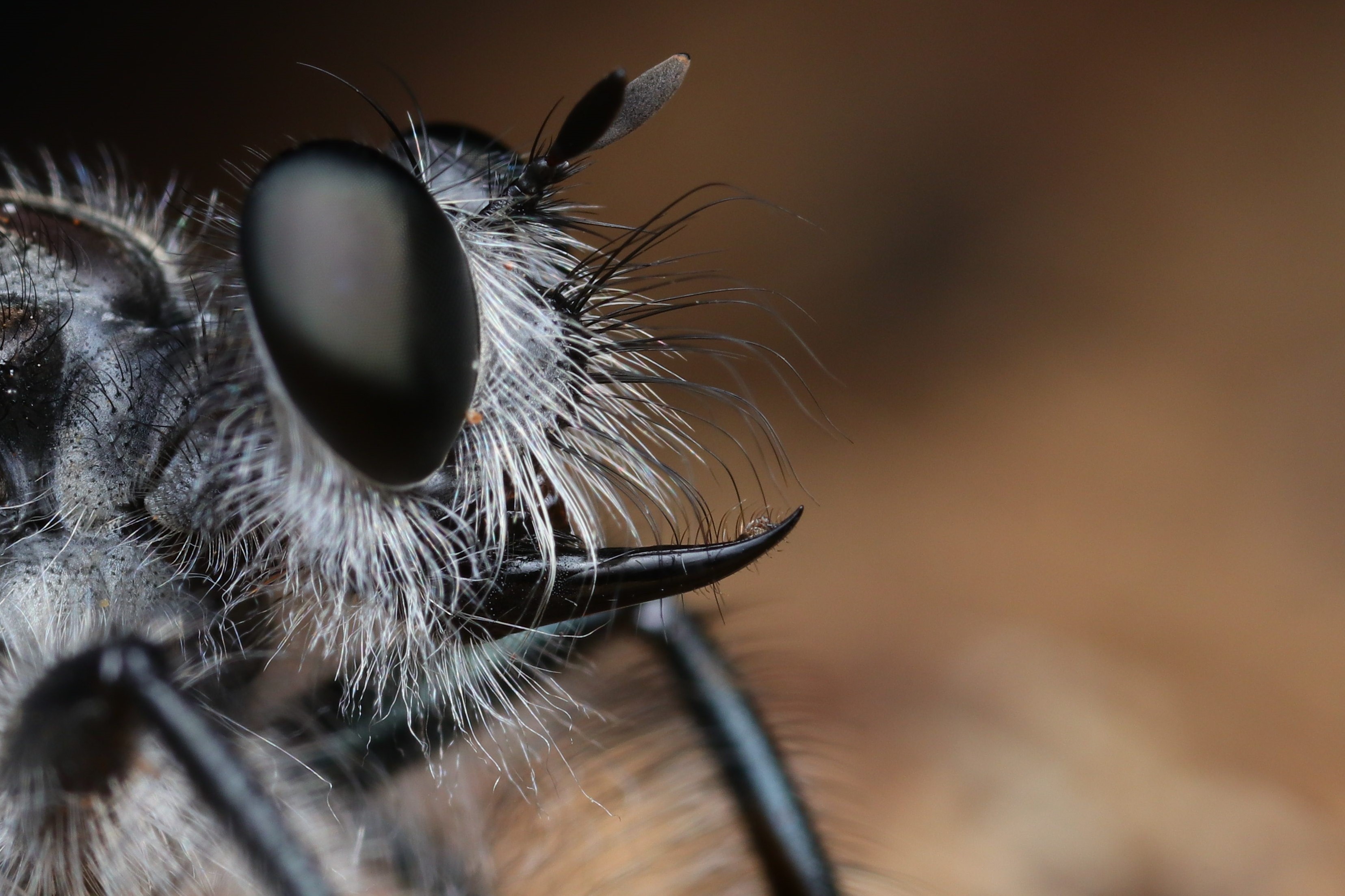 Ross Piper (DrRossPiper) / Twitter