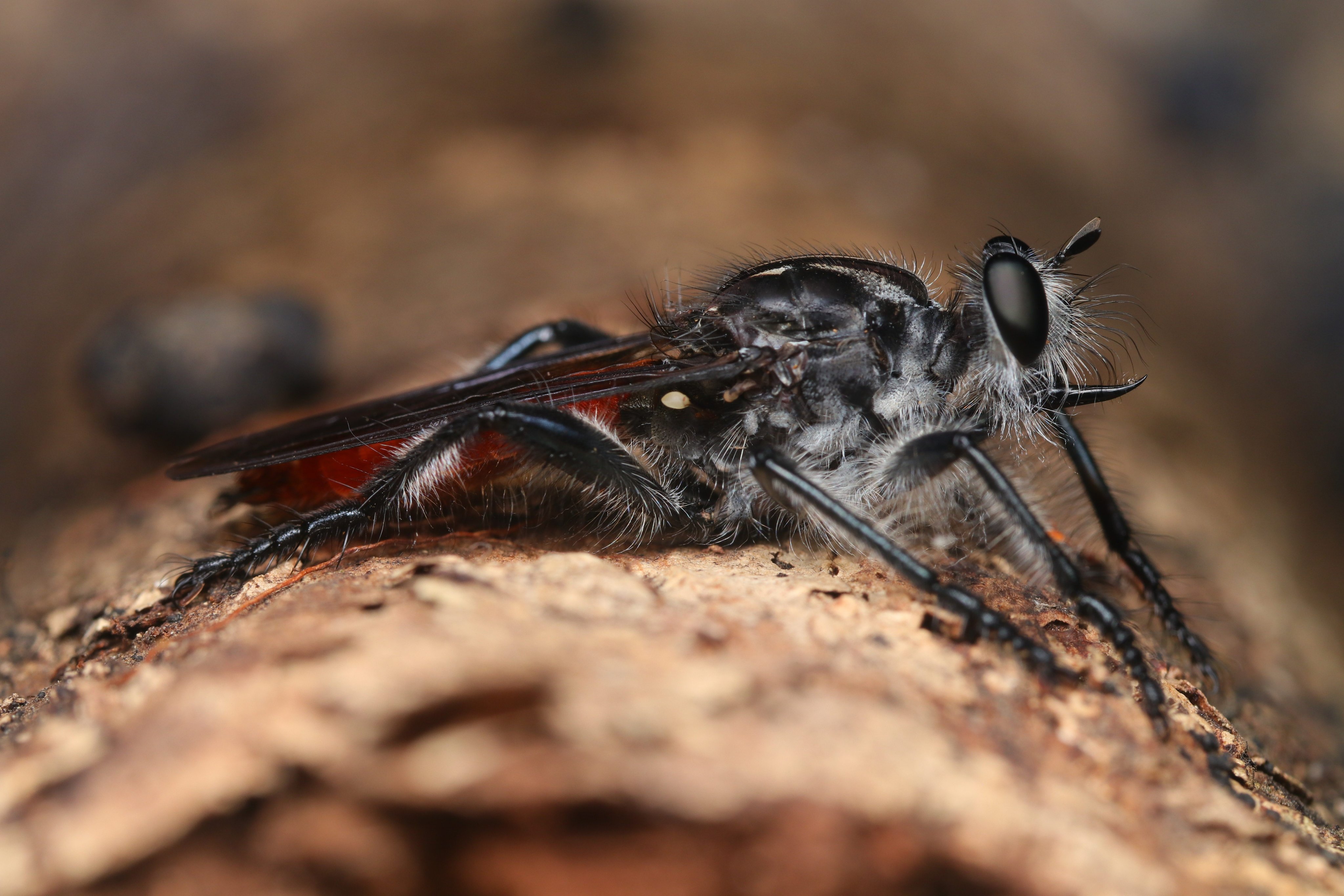 Ross Piper (DrRossPiper) / Twitter