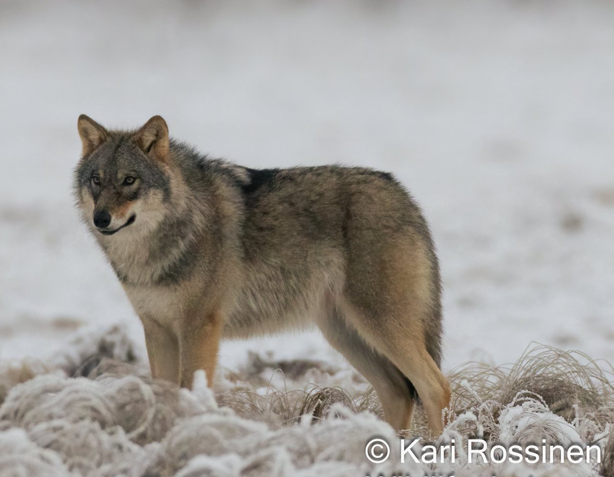 Aikuinen susi talvipuvussa. #wolf #canislupus #finlandnature #wild