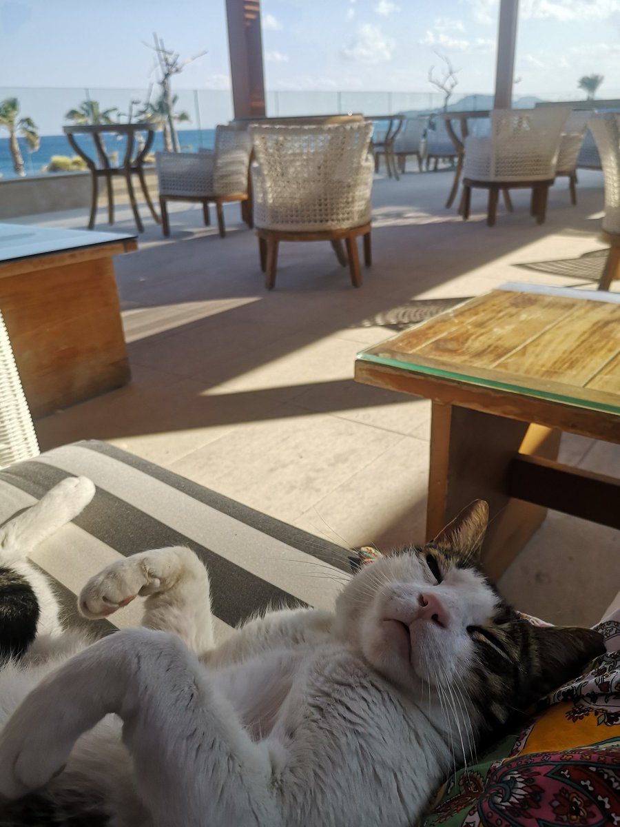 jharriyott's tweet photo. Lovely afternoon reading on holiday in Rhodes whilst being loved by a cat. https://t.co/r5cwNT56id