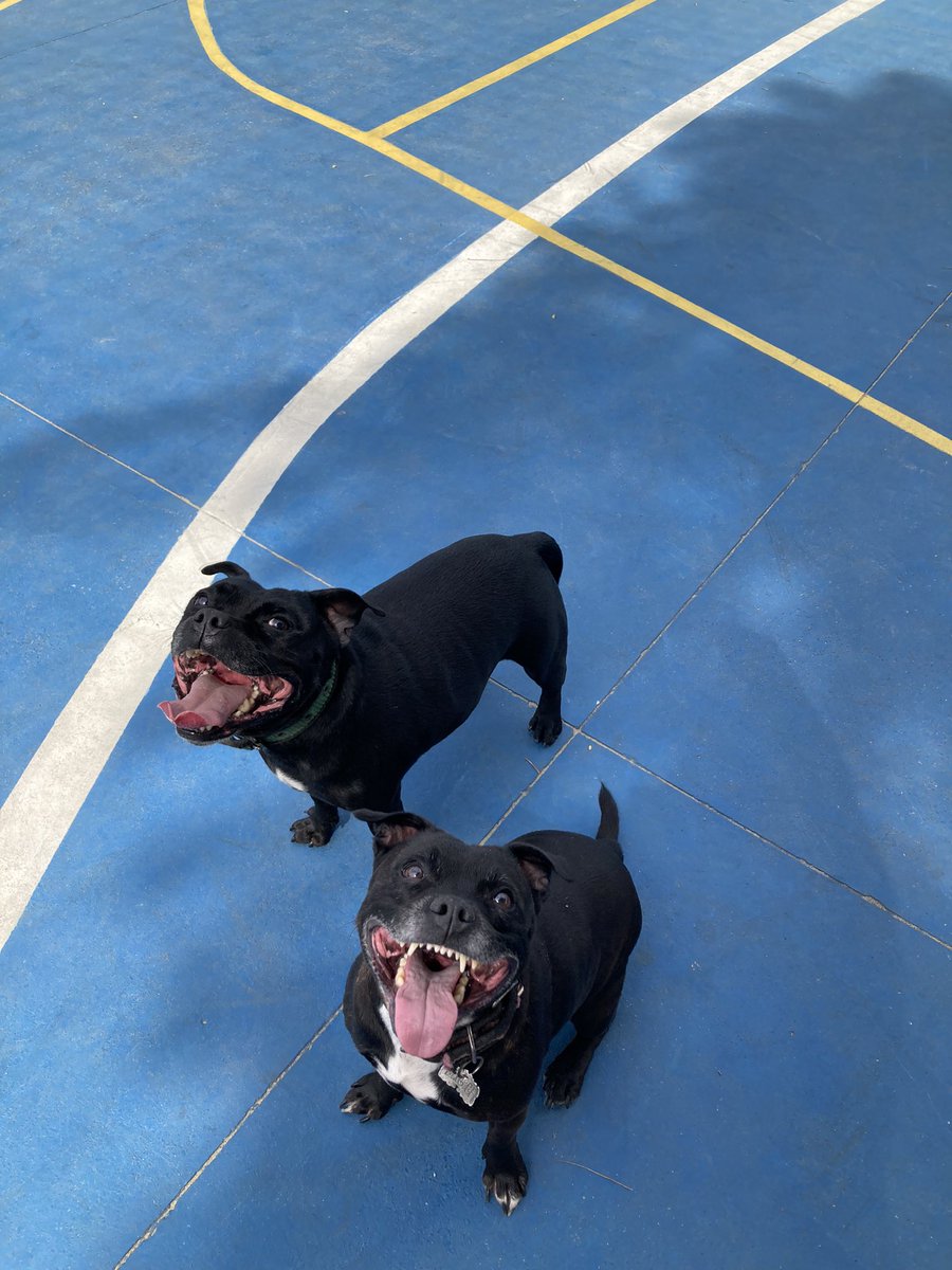 pipabandolera's tweet image. Treta y Lamar #StaffordshireBullterrier #staffie #staffydog