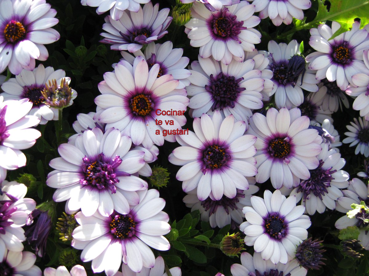 Cocinar te va a gustar! tweet media