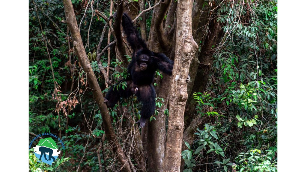 Salone4Chimps's tweet photo. It’s a beautiful Wednesday here at Tacugama. Do you know that chimpanzees are incredibly social animals with complex relationships and behaviors? 🐵 They engage in many different types of play, including tickling, chasing, and wrestling.

Photo by: @renato_granieri https://t.co/JtWWx2XcVR